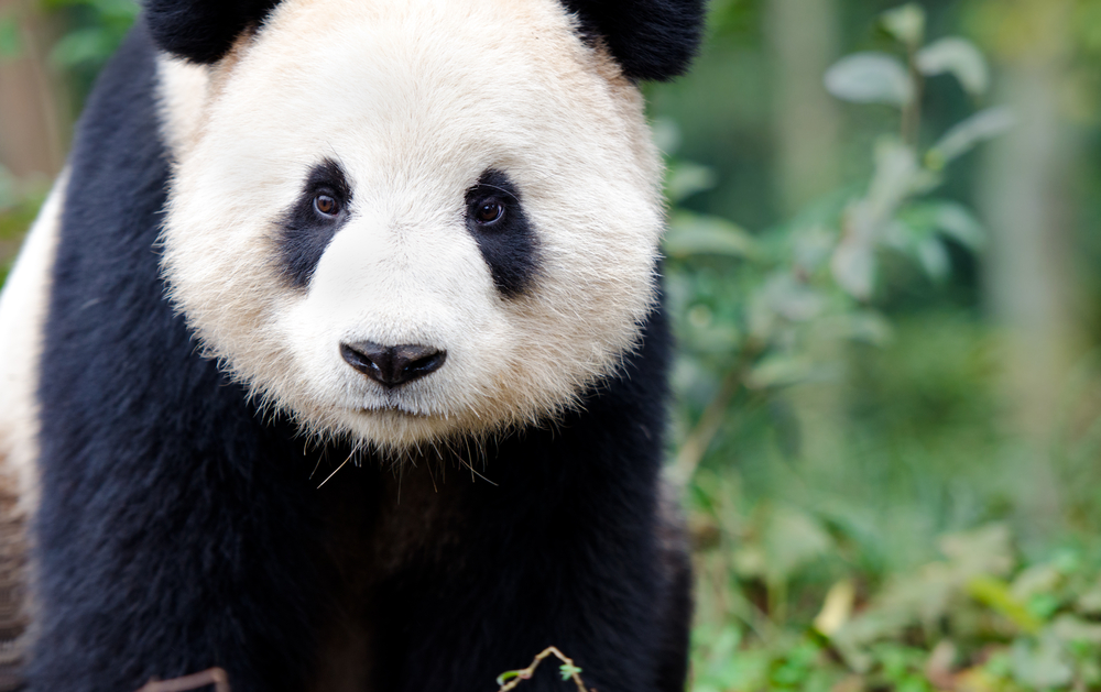 Pandas-gigantes já não são uma espécie ameaçada