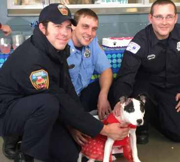 Cadela reencontra bombeiros que a salvaram [vídeo]