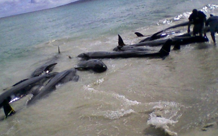 EUA. Mais de 80 golfinhos morrem na costa da Florida