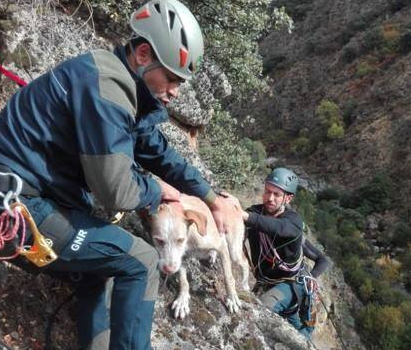 GNR resgatou cão que caiu junto do rio Távora