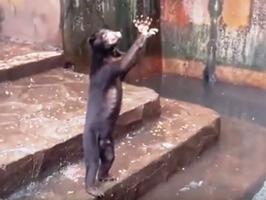 Zoo acusado de maltratar animais [vídeo]