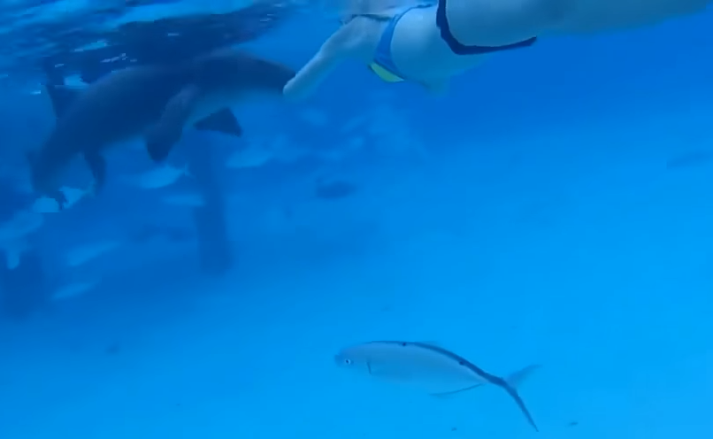 Marido filma mulher a ser mordida por tubarão |VÍDEO
