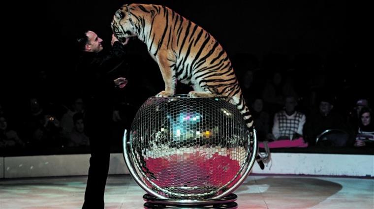 PAN quer acabar com animais no circo