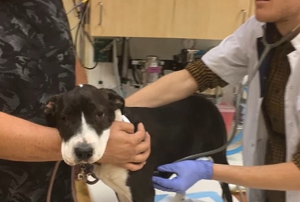 Veterinários salvam cadela que ficou com o focinho fraturado