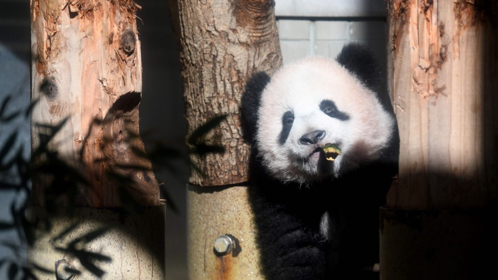 Nova cria de panda gigante recebeu as primeiras visitas em Tóquio