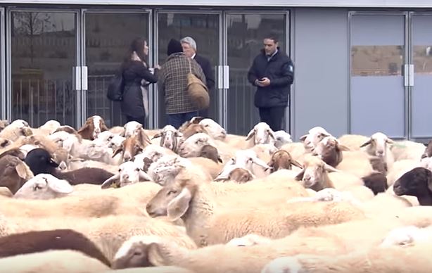 Rebanho de ovelhas passa pelo estádio do Atlético de Madrid | VÍDEO