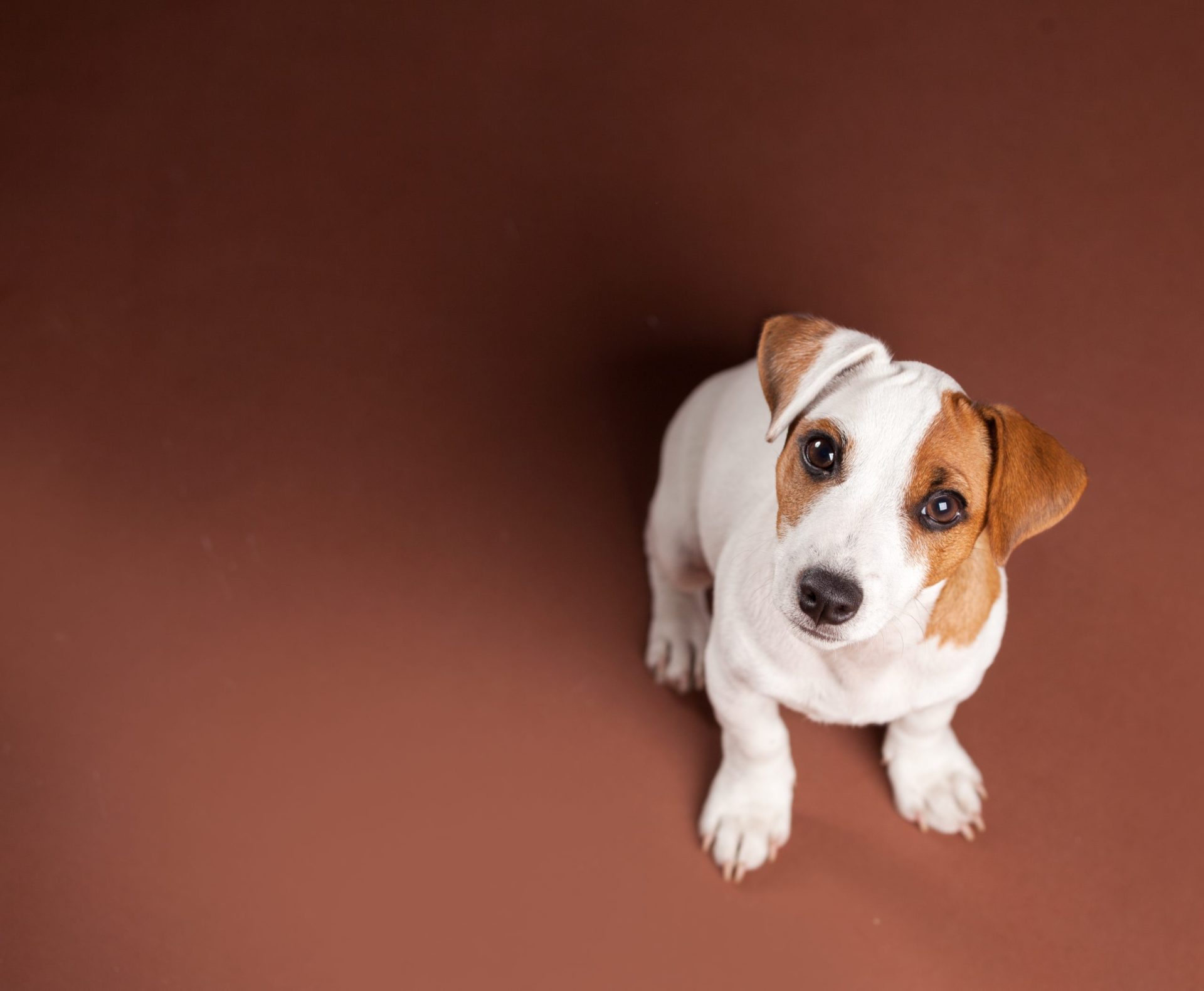 Agora está provado: os cães compreendem o que lhes dizemos