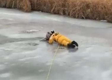 Bombeiros salvam cão de um lago de gelo e deixam alerta |VÍDEO