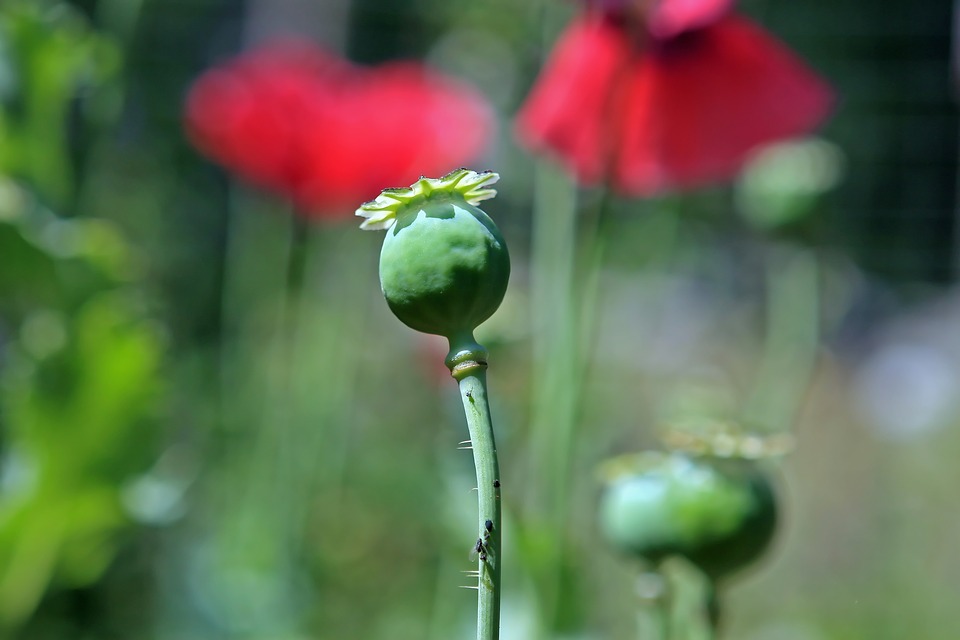 No Alentejo já se cultiva ópio (e muito)