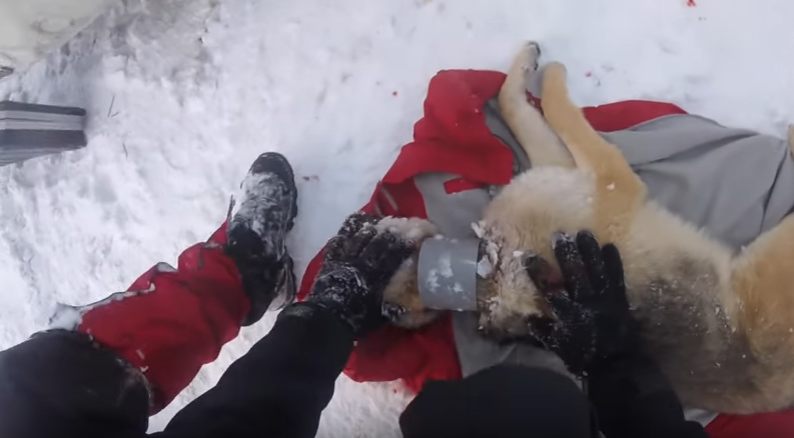 Cão prestes a ser estrangulado por tudo de plástico salvo por veterinário [vídeo]