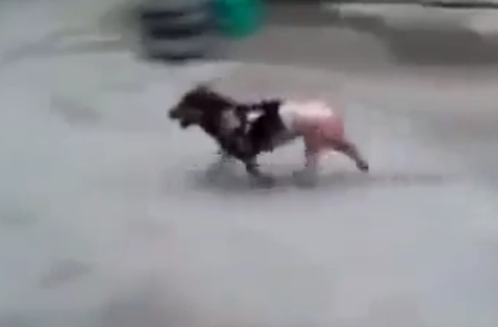 China. Cão escapa da panela onde estava a ser cozido vivo [vídeo]