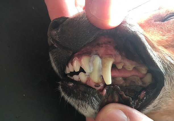 Cão fica com os dentes colados depois de ter mastigado um panfleto