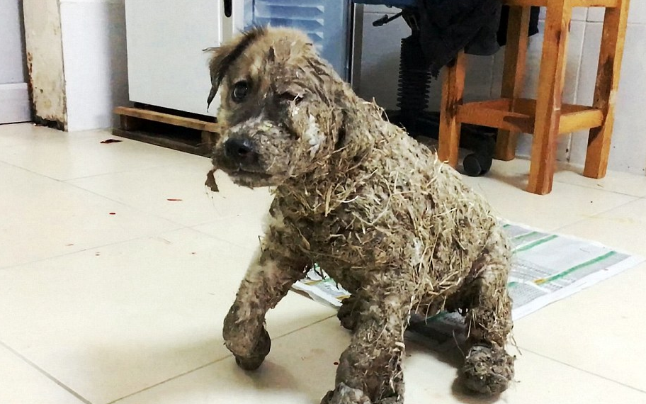 Pascal, o cão que sobreviveu depois de ter sido atirado para um balde cheio de cola [vídeo]