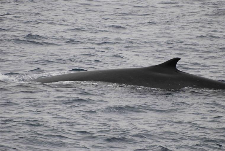 Voluntários salvam 100 baleias encalhadas na praia