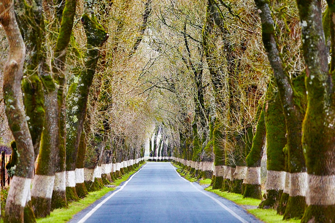 Árvores da estrada mais bonita de Portugal abatidas
