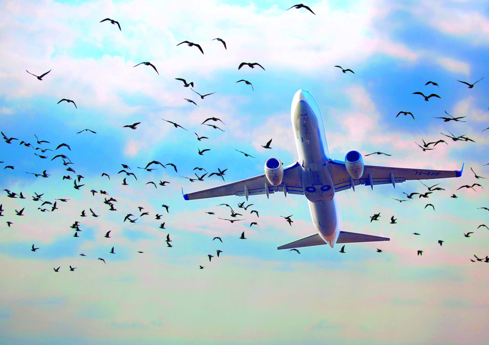 Em cinco anos, aves puseram em risco 1322 voos