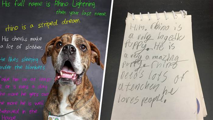 Família deixa cão num canil com uma carta comovente