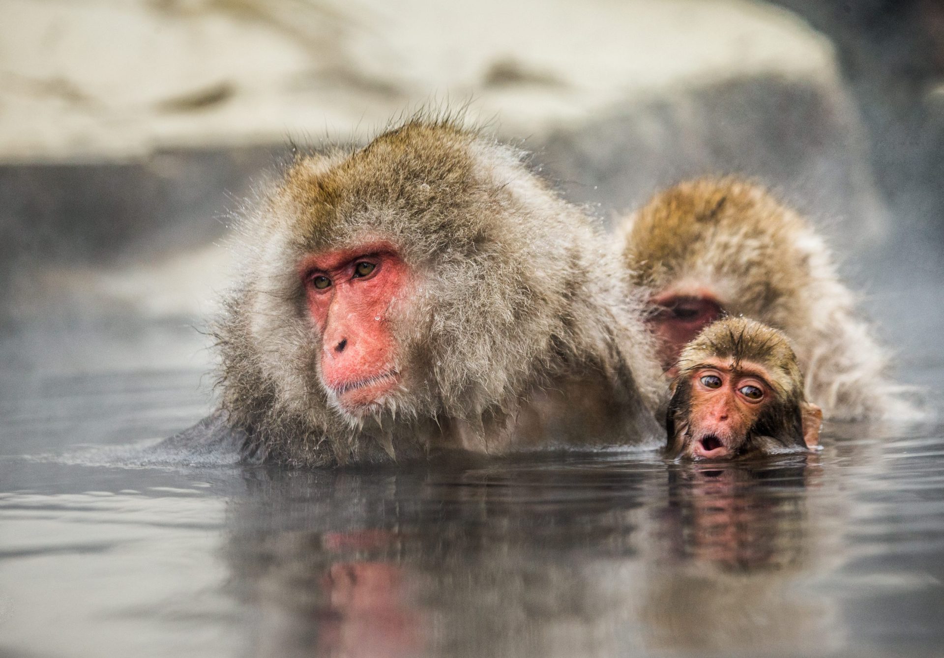 Zoo abateu 57 macacos da neve