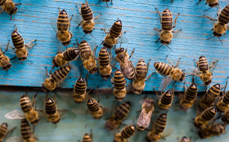 Lisboa. Calor provoca invasão de abelhas