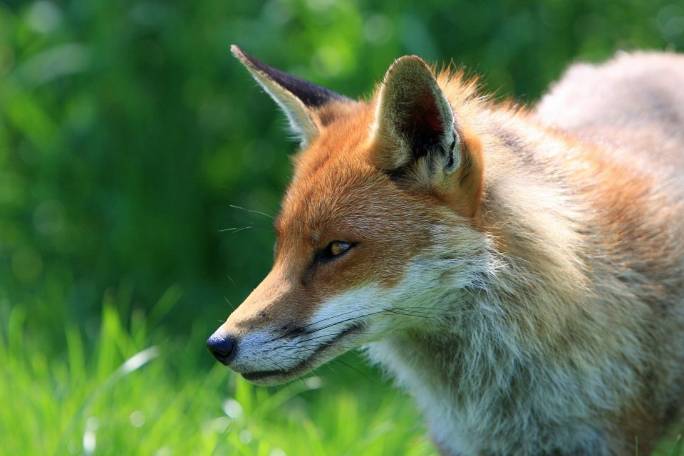 Movimento quer proibir a caça de raposas em Portugal