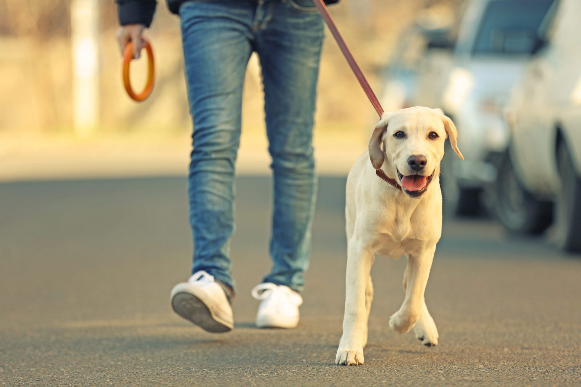 Andar na rua com cão sem trela dá direito a contraordenação
