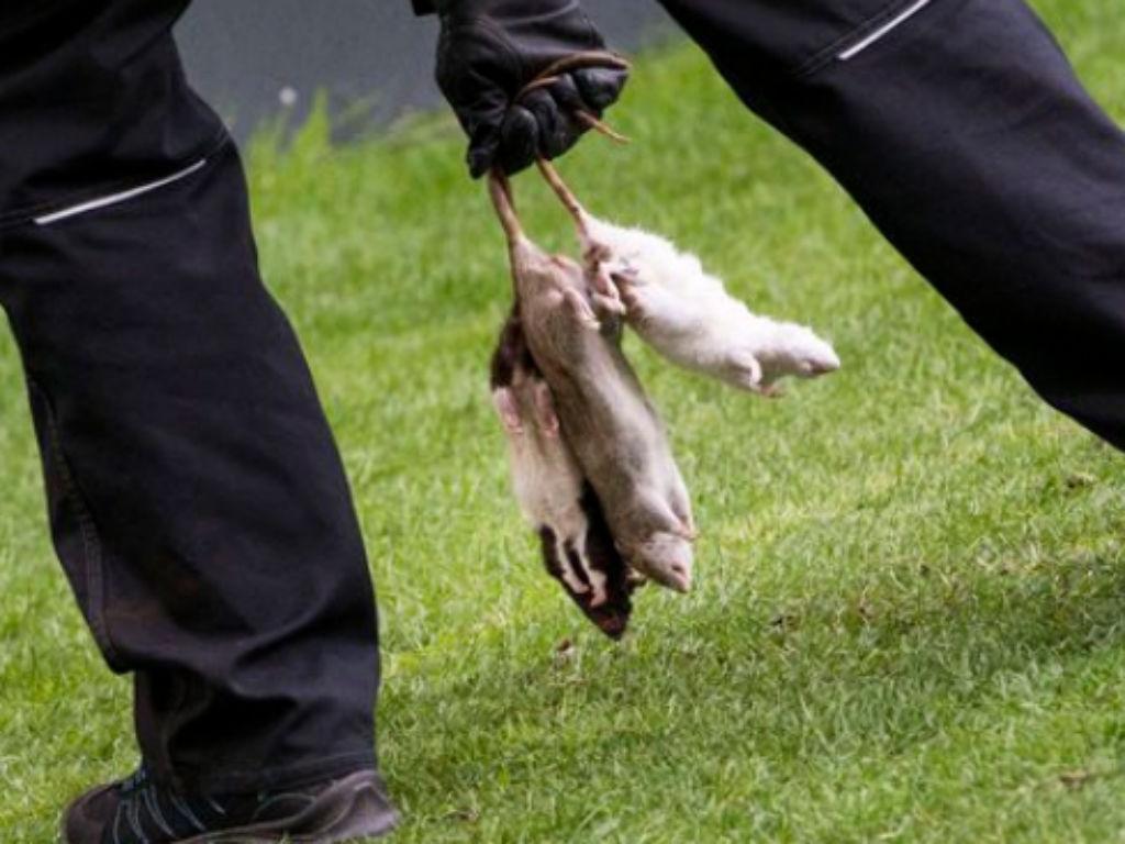 Dinamarca. Ratos mortos num relvado de futebol (com vídeo)