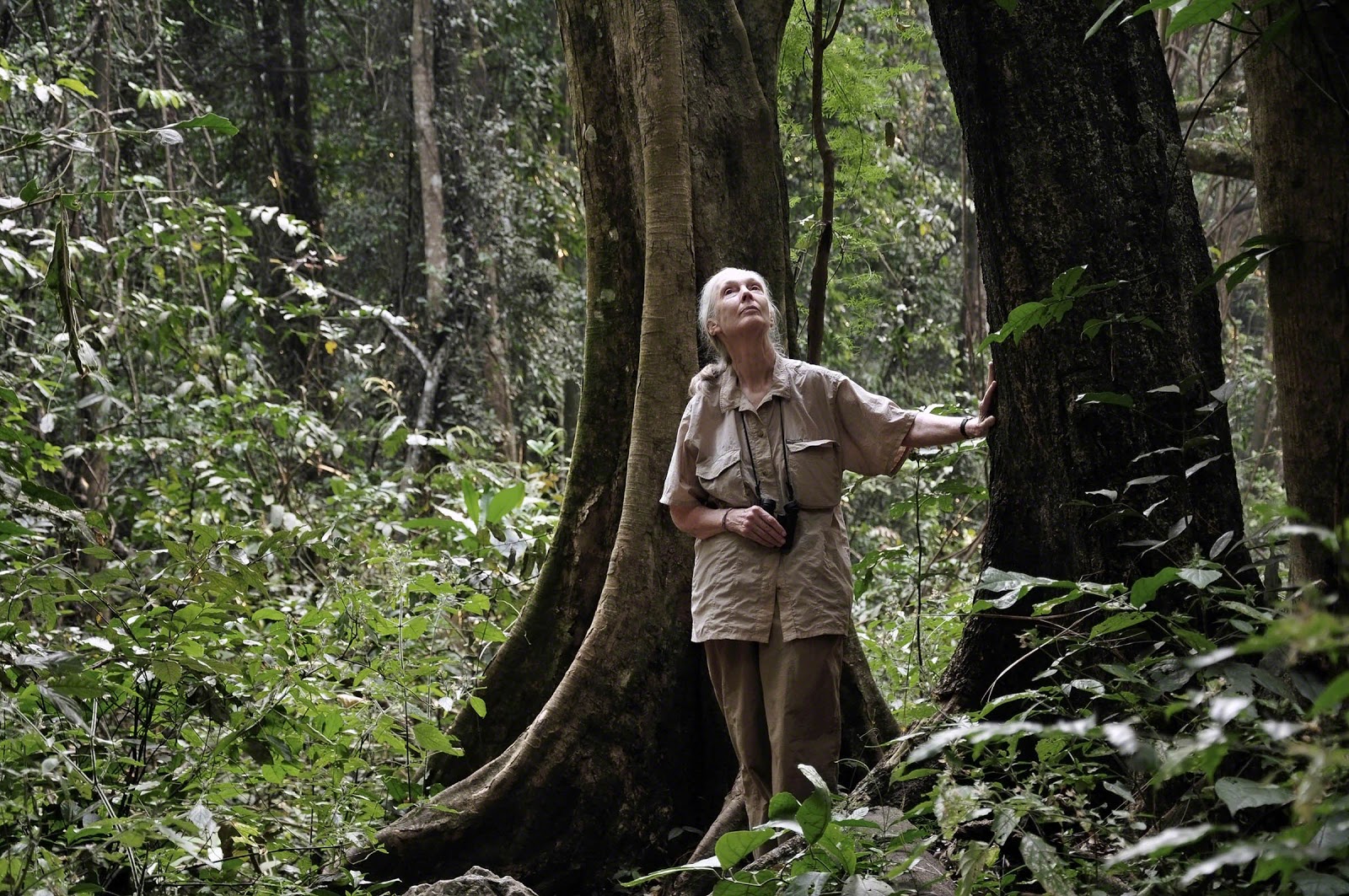 Gostava de conhecer os chimpanzés de Jane Goodall? Agora é possível