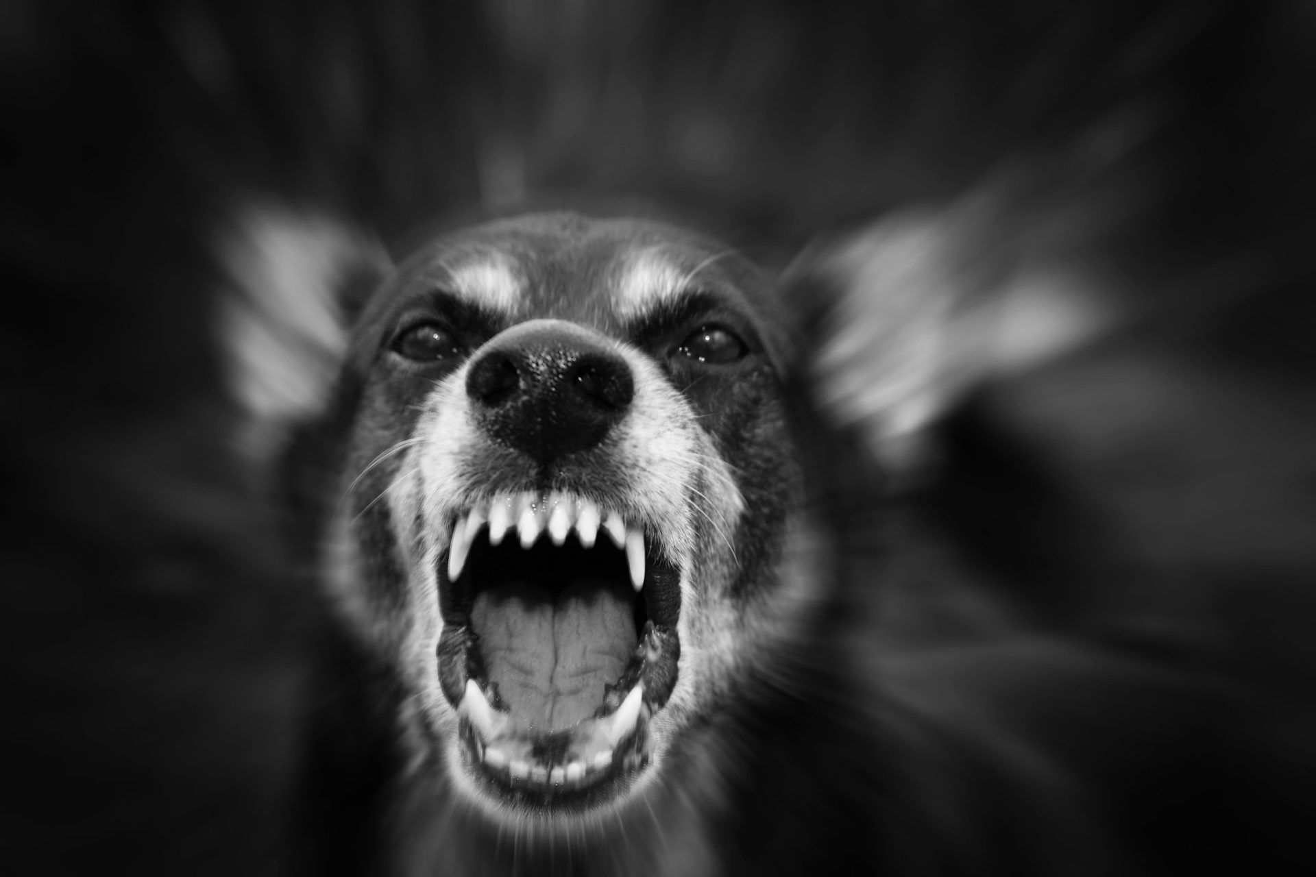 Conheça as raças de cães potencialmente perigosas e quais são as regras