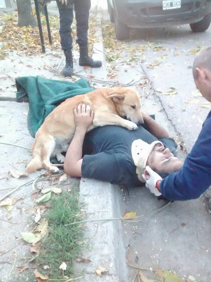 Cão leal ‘abraça’ o seu dono após este ficar ferido