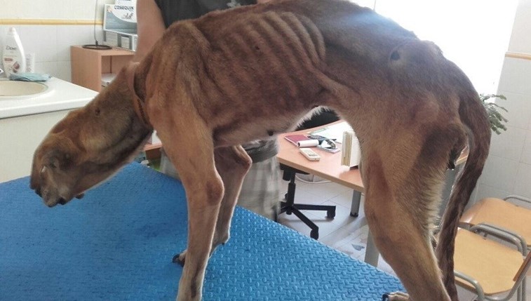 Cadela resgatada depois de anos de maus-tratos