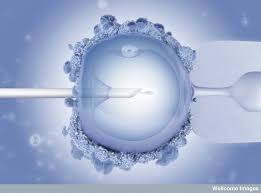 Desde 2013, mais de 1300 mulheres doaram óvulos e 123 homens espermatozoides