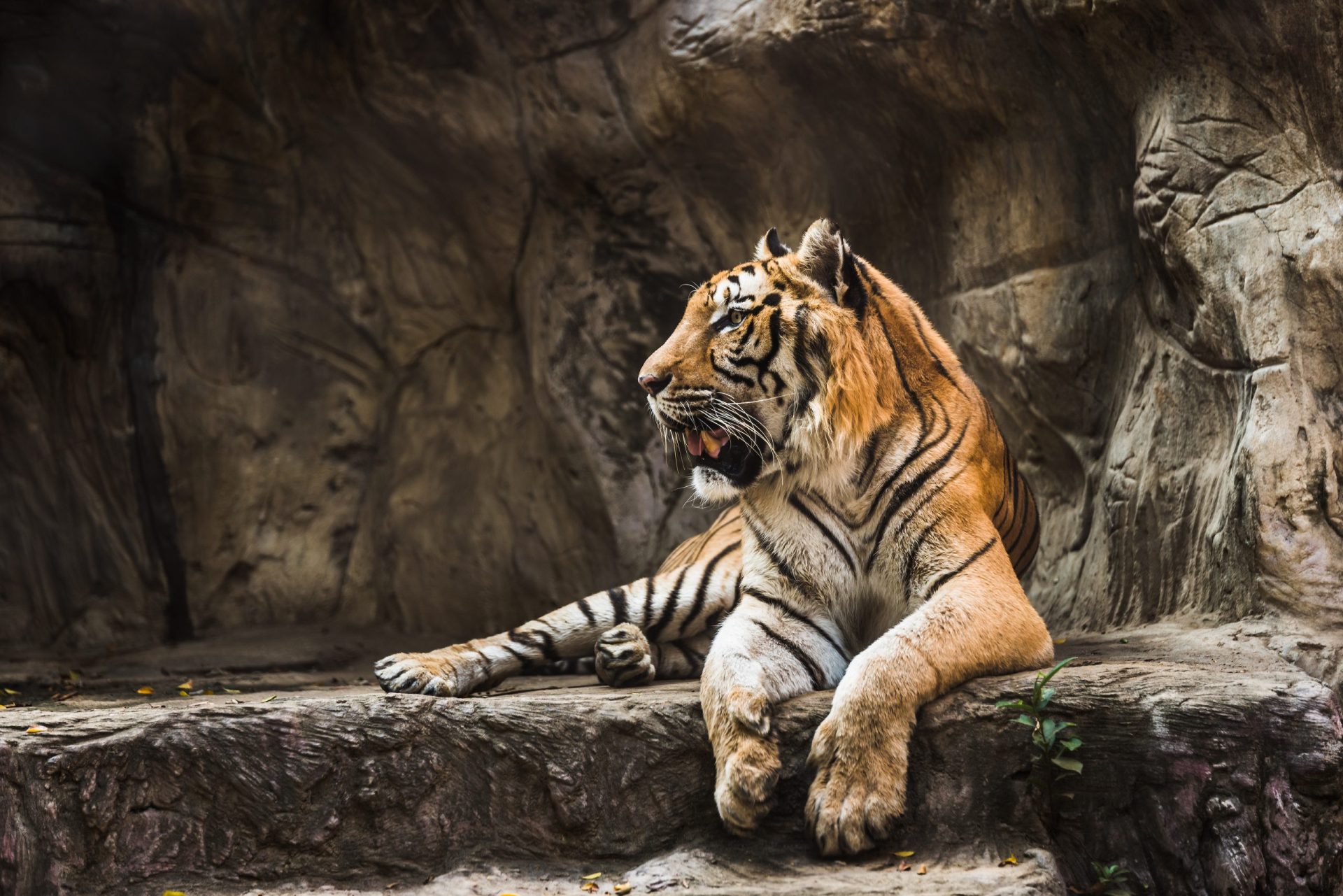 Tigre mata tratadora em jardim zoológico