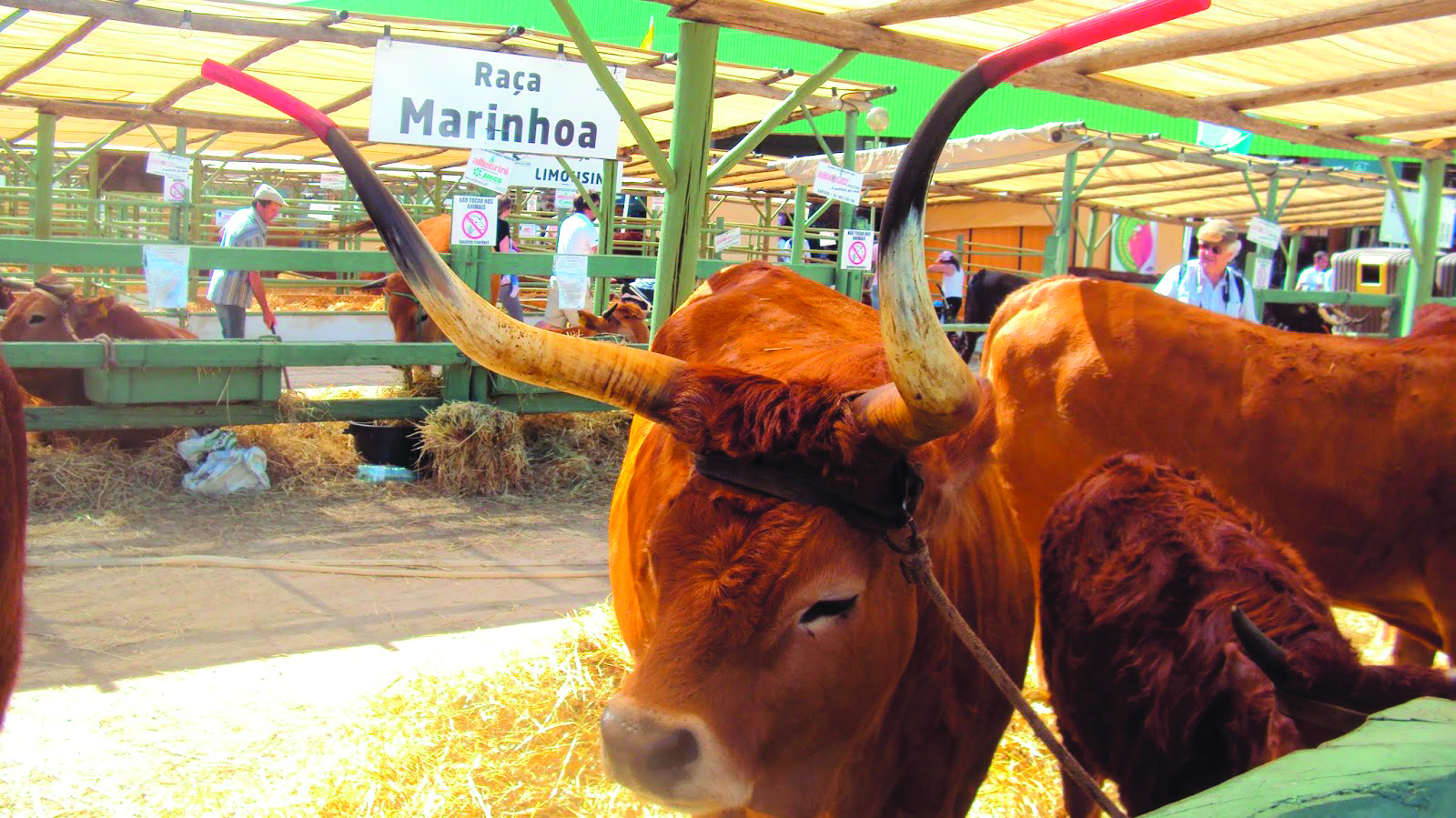 Agricultura em destaque em Santarém