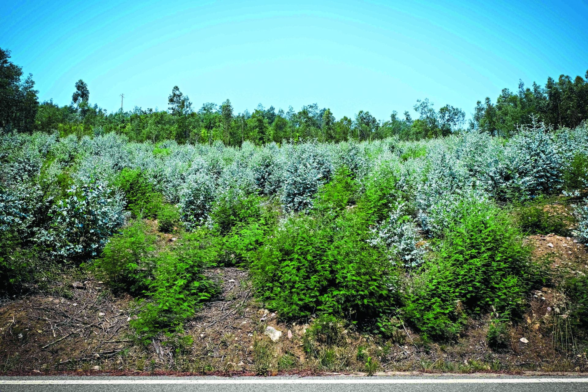 Governo apoia novas plantações de eucalipto? “Não corresponde  à verdade”