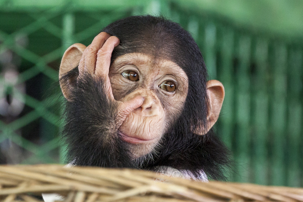 Mais de metade dos primatas em risco de extinção, alertam cientistas