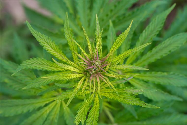 EUA. Nevada autoriza medidas de emergência para lidar com escassez de marijuana
