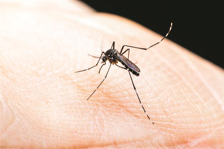 Google irá libertar 20 milhões de mosquitos cheios de bactérias
