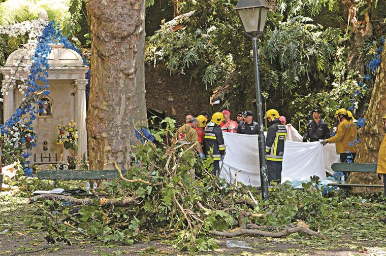 A árvore  de ninguém que fez 13 mortos