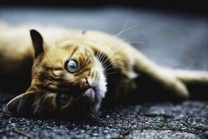 15 coisas que ainda não sabe sobre gatos