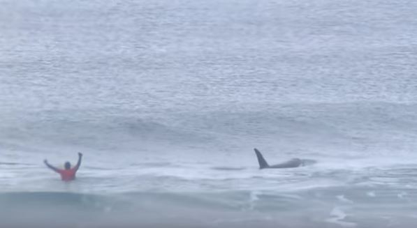 Grupo de orcas interrompe competição de surf | Vídeo