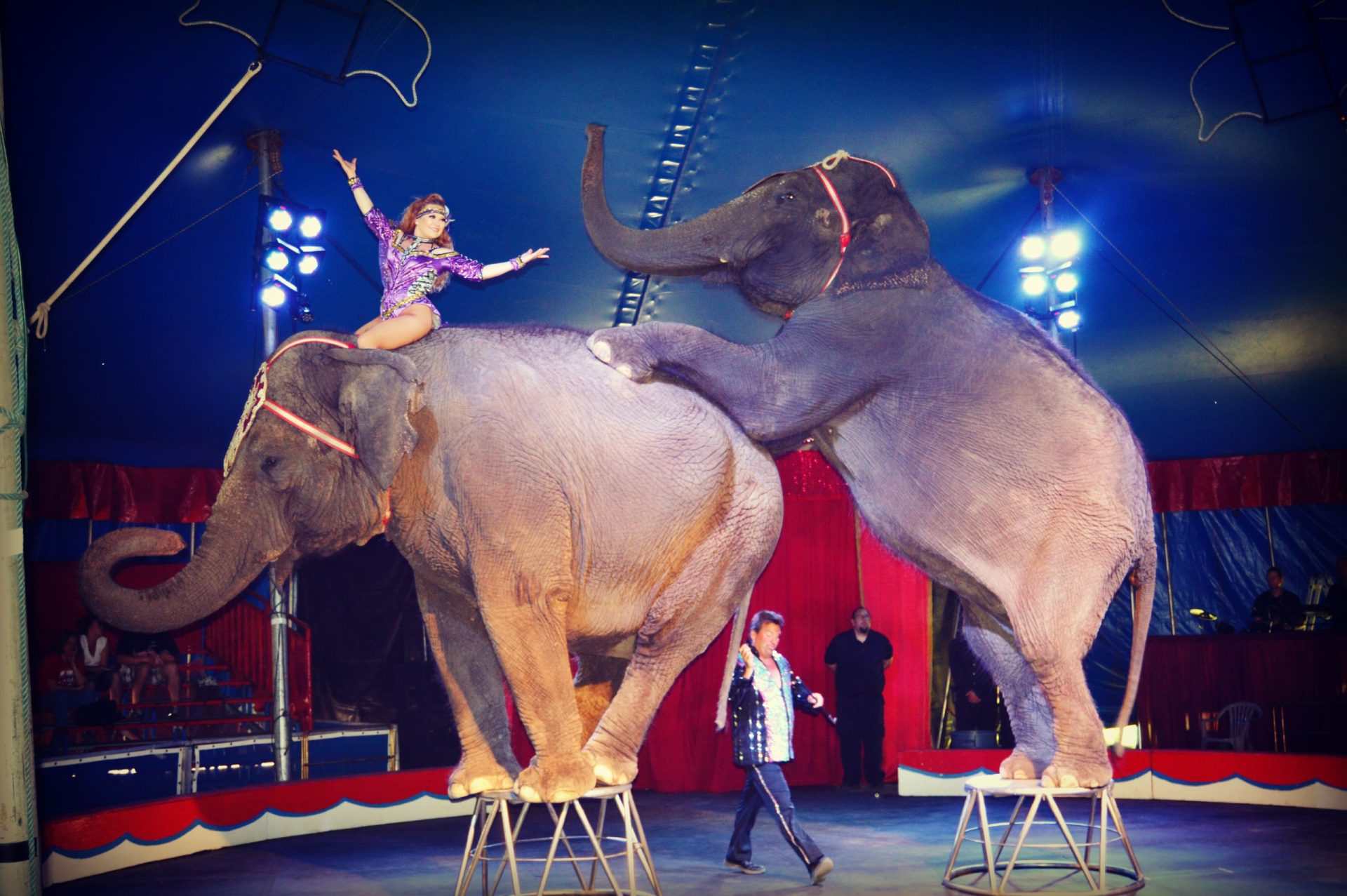 Assembleia da República aprovou o fim do uso de animais selvagens no circo
