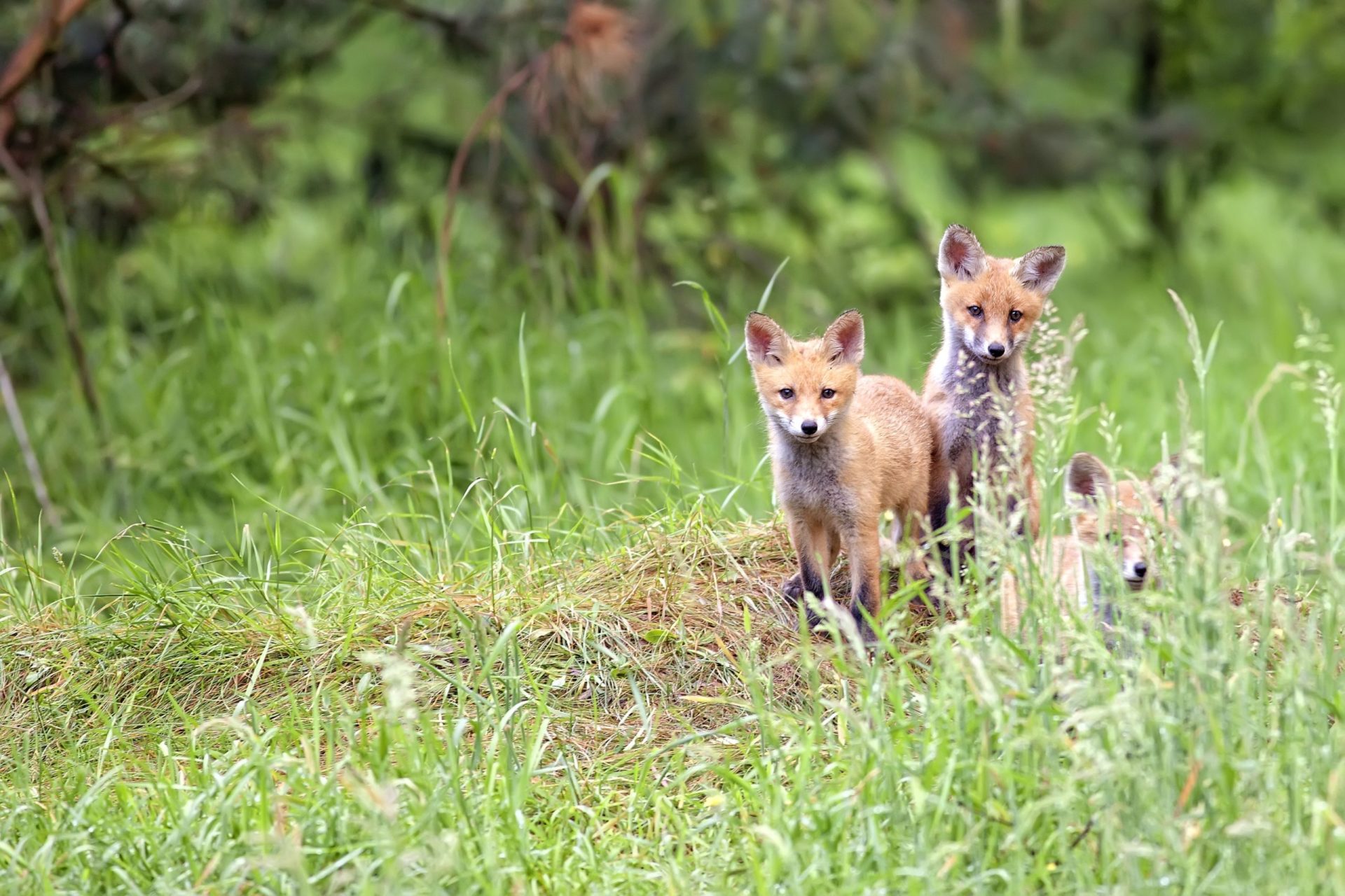 Associação acusa PAN de “total ignorância” acerca das justificações apresentadas sobre a caça à raposa