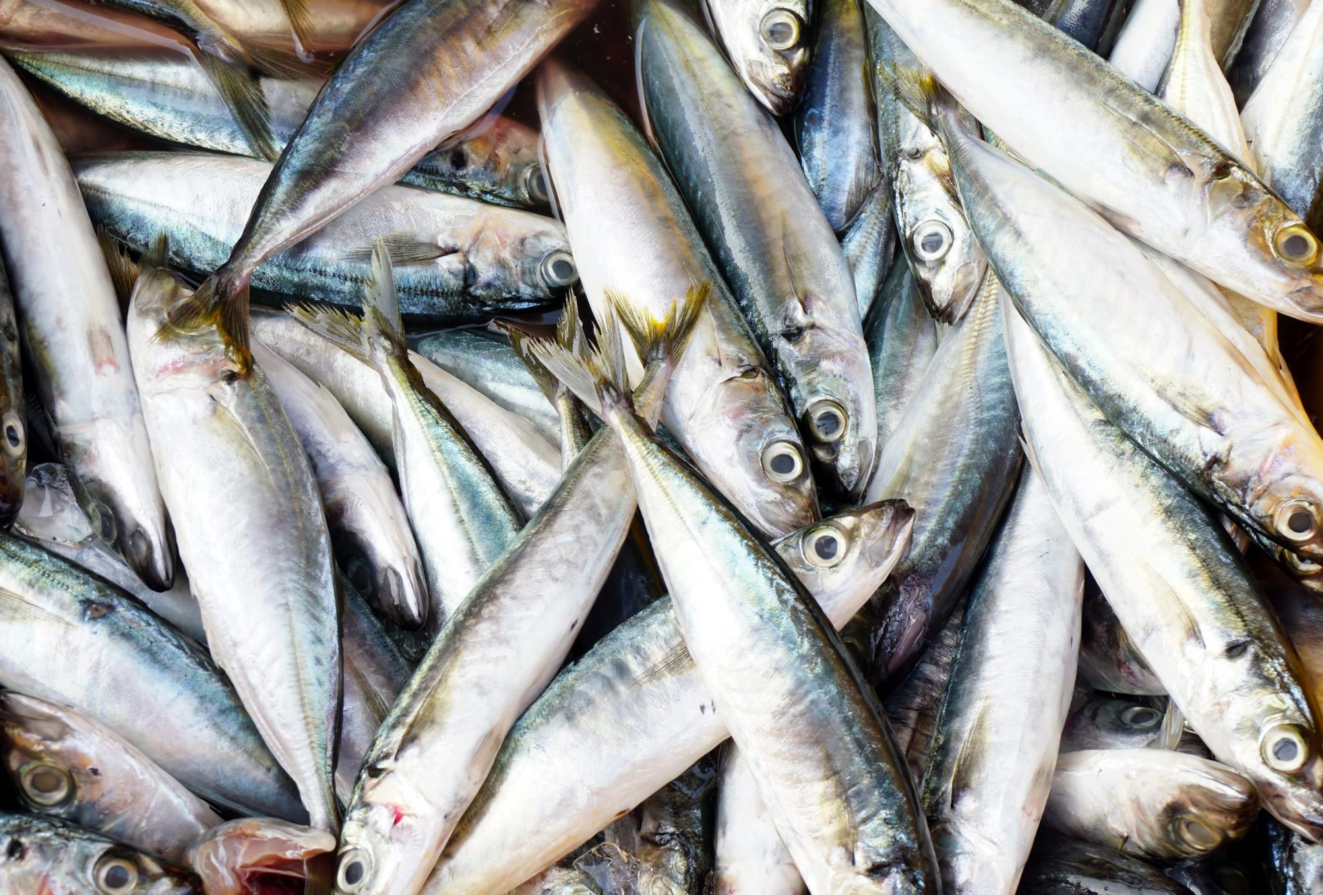 Pesca da sardinha proibida até ao final de abril