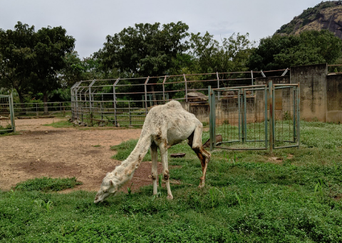 Jardim Zoológico na Nigéria acusado de crueldade depois de visitante partilhar fotografia de animal