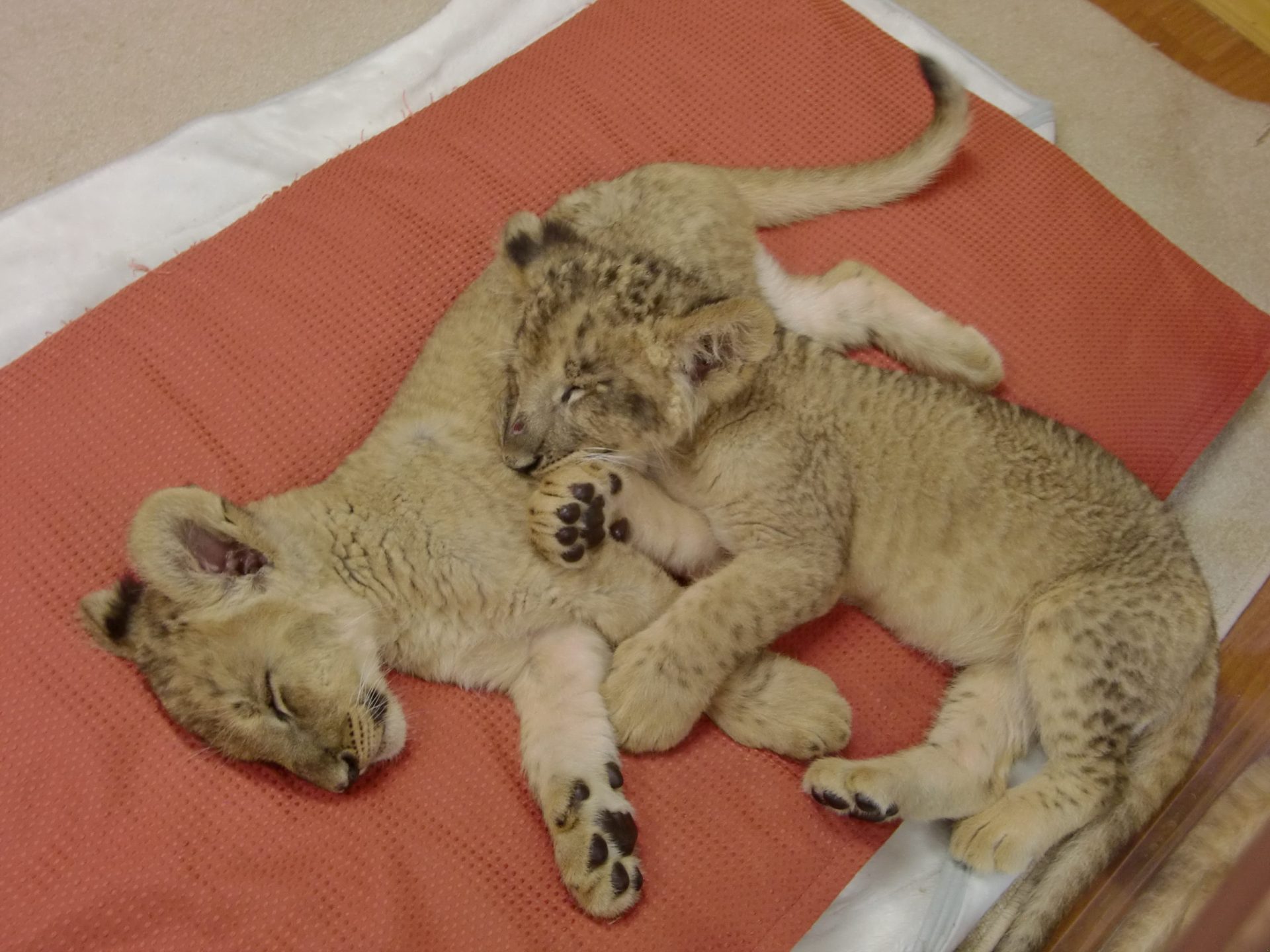Suécia. Jardim zoológico matou nove crias de leão