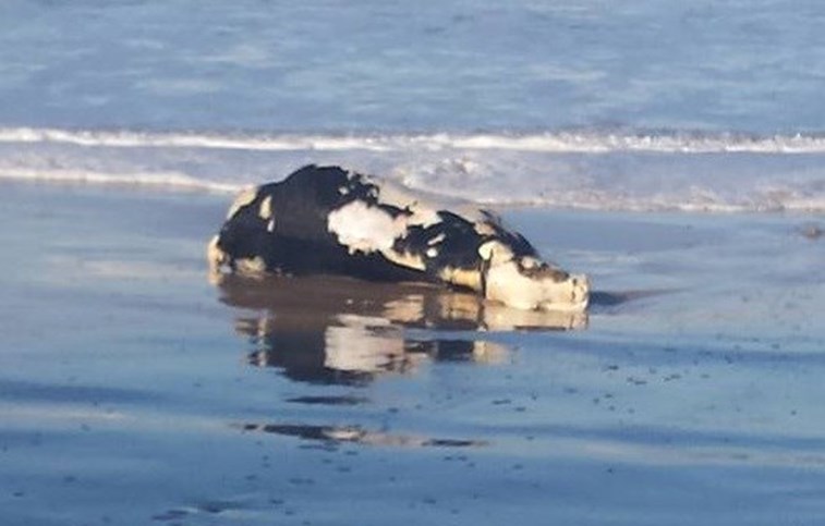 Vaca dá à costa em Peniche