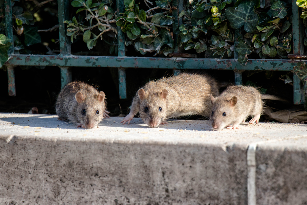 Praga de ratos põe em risco saúde dos parisienses | VÍDEO