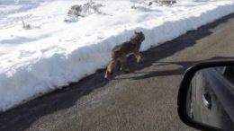 Condutor atropela lobo e publica fotos nas redes sociais
