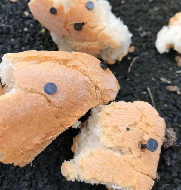Homem encontra pão com pregos feito de propósito para ferir cães