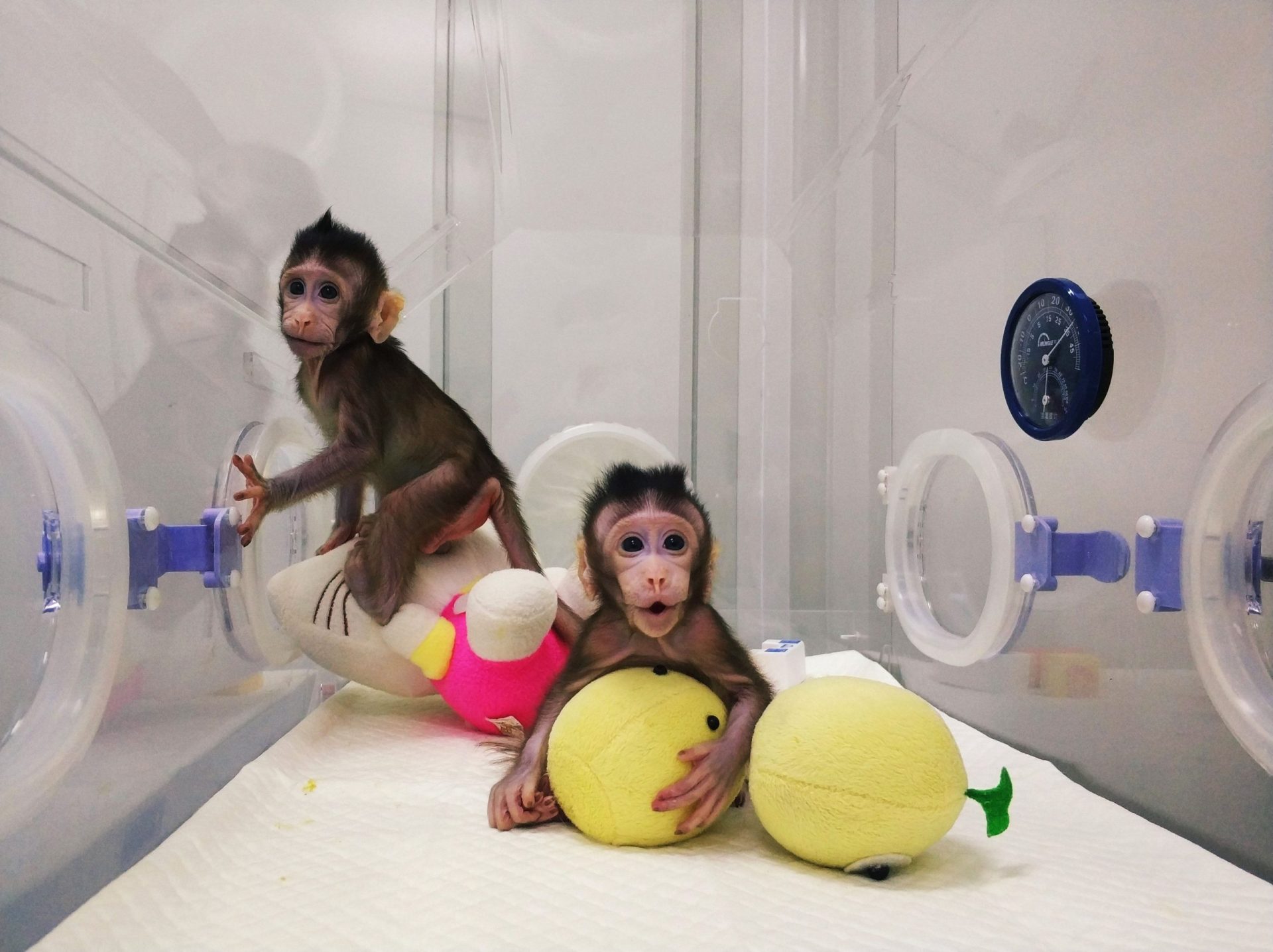 Cientistas clonaram dois macacos pela primeira vez